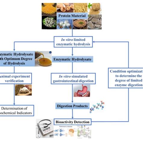 Schematic Representation Of Two Stages Enzymatic Hydrolysis Method