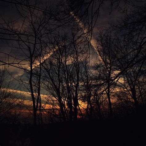 Premium Photo Bare Trees During Sunset