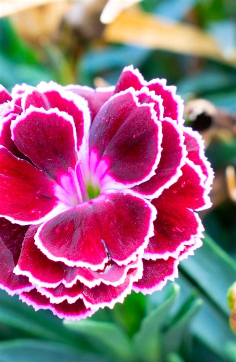 Plant Encyclopedia Sweet William Bless My Weeds