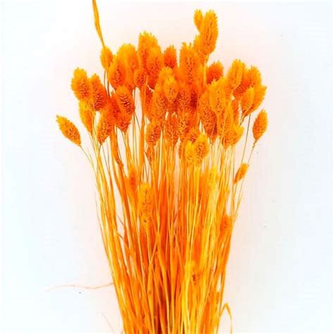 Phalaris Dyed Orange Dried Cm Wholesale Dried Flowers Uk