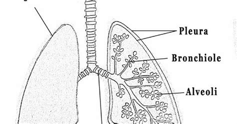 Simple Lungs Diagram