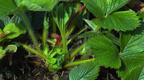 Erdbeere Fragaria Im Pflanzenlexikon