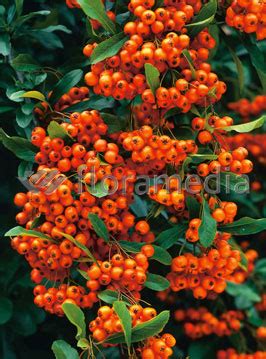 Ognik szkarłatny Orange Glow Pyracantha coccinea Krzewy liściaste