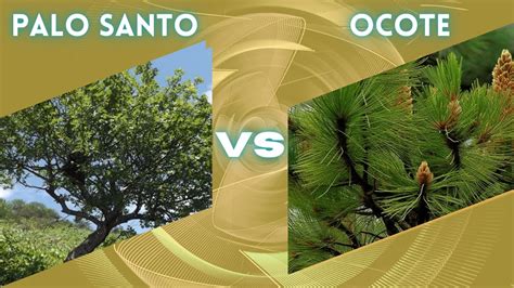 Diferencia Entre Palo Santo Y Ocote YouTube