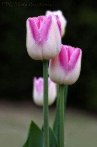 Pin by Вера Родиненко on super foto Flowers Pink tulips Flower art