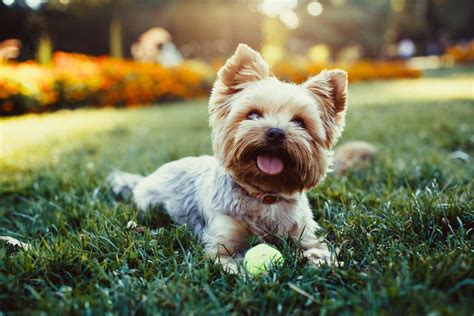 50 Names for Yorkie Dogs