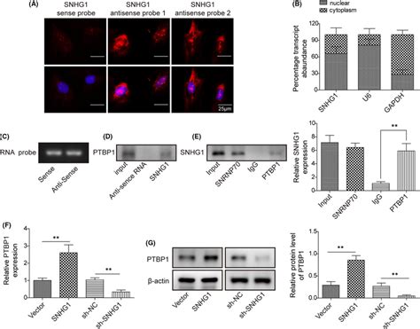 Lncrna Snhg Interacts With Ptbp And Promotes The Expression Of Ptbp