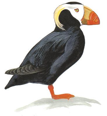 Troubled Times for Tufted Puffins | Audubon