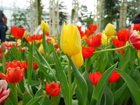 Premium Photo Close Up Of Tulips Blooming In Park