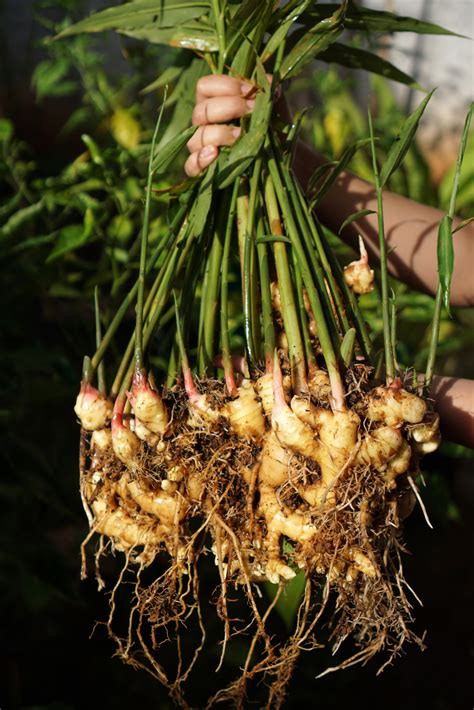 Deep Rooted Relationships: A Ginger Companion Planting Guide