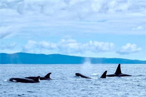 Pico Island Dolphin & Whale Watching from Lajes do Pico