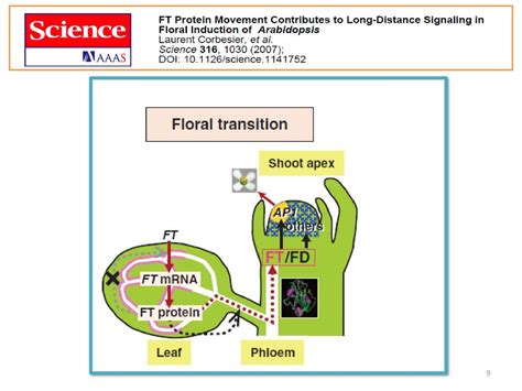 Long And Short Day Control Of Flowering Time In Arabidopsis Ppt Download