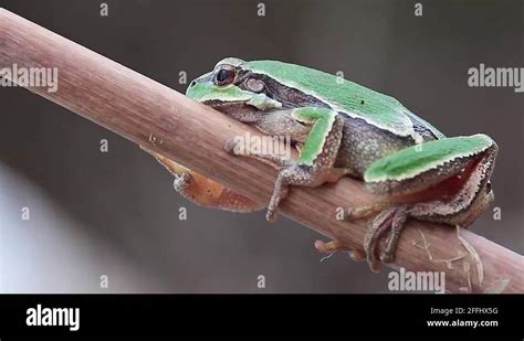 Cane toad predator Stock Videos & Footage - HD and 4K Video Clips - Alamy