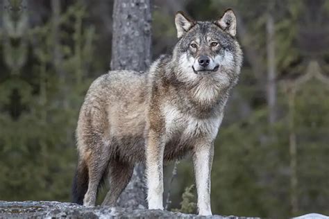 Different Types Of Wolves Extant Extinct Species