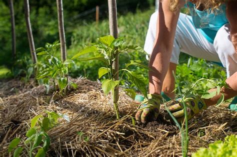 Avec Quoi Pailler Son Potager Prot Gez Vos Plantations D S Maintenant