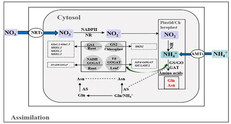 The Diagram Depicts The Main Events In The Nitrate Assimilation Lessons Download Scientific