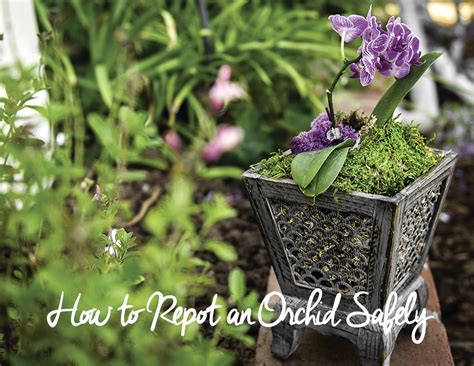 Repotting Orchids — How to Repot an Orchid Safely - SuperMoss