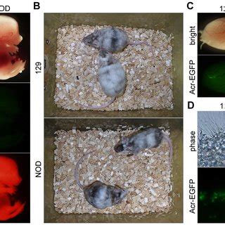 A Contribution Of IPSCs To Mouse Embryonic Development Embryos Were