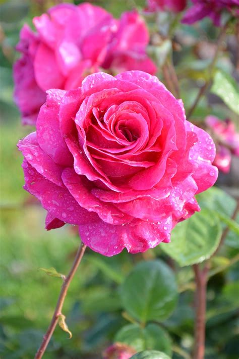 Stunning Collection Of Over Beautiful Rose Flower Images In Full K