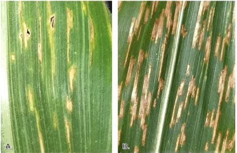 Gray Leaf Spot Vs Bacterial Leaf Streak In Corn Golden Harvest