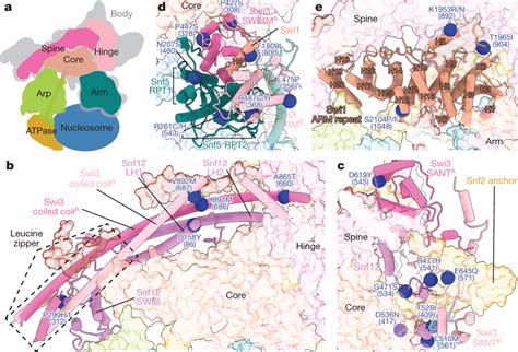 Structural Organization Of The Body Of SWI SNF A A Cartoon Depicting