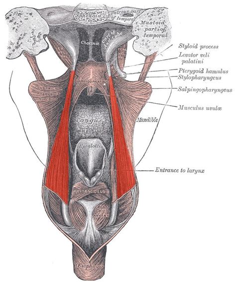 Salpingopharyngeus muscle - Alchetron, the free social encyclopedia