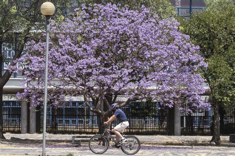 Cómo Limpiar El Celular Para Reducir Las Posibilidades De Contagiarse