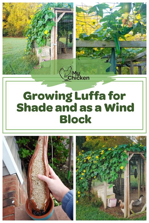 How To Grow Luffa Artofit