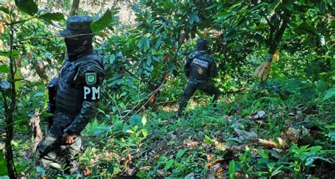 Más de nueve mil plantas de coca incautadas en Patuca Olancho