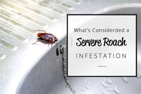 What Is Considered A Severe Roach Infestation?