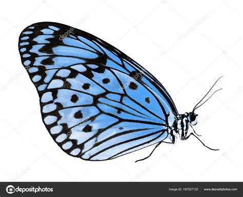 Paper Kite Butterfly Isolated On White Background Color Change To Blue