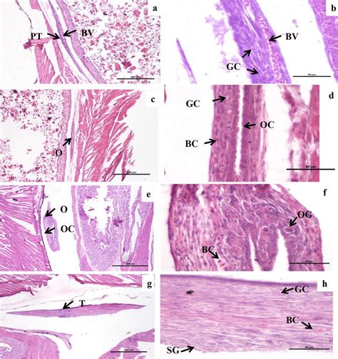 Photomicrographs Of Longitudinal Sections Of Ovary And Testis A