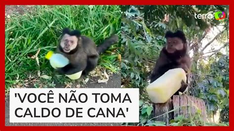 Mulher Viraliza Ao Ter Caldo De Cana Roubado Por Macaco Em Maring