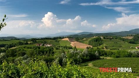 Il consorzio del Collio festeggia i sessant anni di attività al Vinitaly