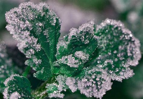 Saiba Como Proteger As Plantas Do Frio E Da Geada PlantaSonya O Seu