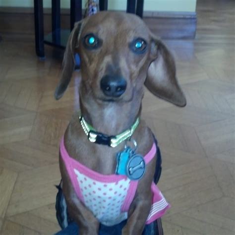 Wiggles the amazing weiner dog - Modern Dog Magazine