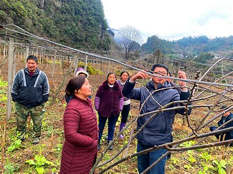 助力乡村振兴 四川省专家赴旺苍指导猕猴桃产业