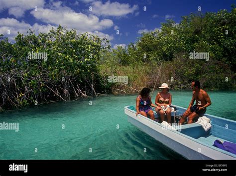 Manglares manglares manglar humedales hábitat de vida silvestre