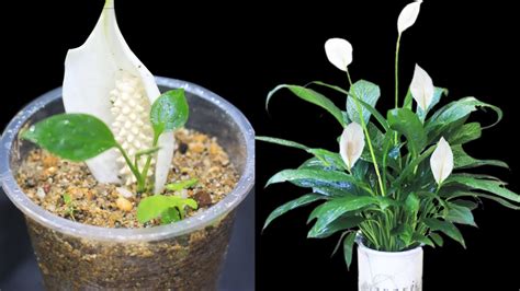 🌿 Peace Lily Grown At Home How To Grow Peace Lily Water With Onions