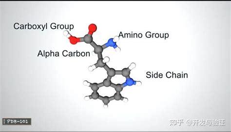 科普 什么是蛋白质？ 知乎