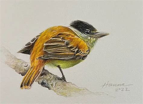 How To Draw A Realistic Bird In Colored Pencil in 2024 | Sketching ...