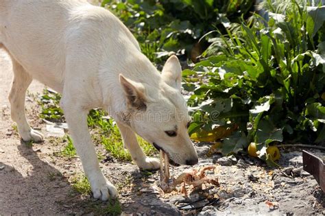 Perro Callejero Blanco Mastica Un Hueso Imagen De Archivo Imagen De