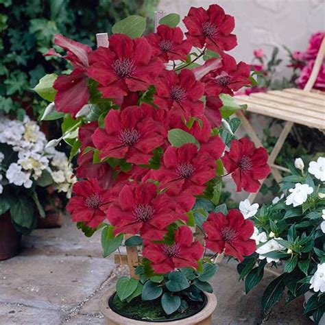 Clematis Patio Nubia Boulevard 105cm Gardening Direct