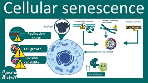 Senescence Overview Of Cell Senescence Hallmarks And Inducers Of