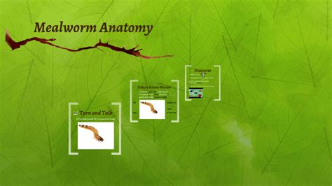 Mealworm Anatomy - Kopler Mambu