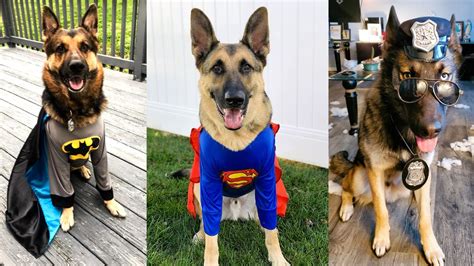 12 Best German Shepherd Costumes for Halloween.