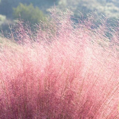 Pink Muhly Grass The Showstopper For Your Garden