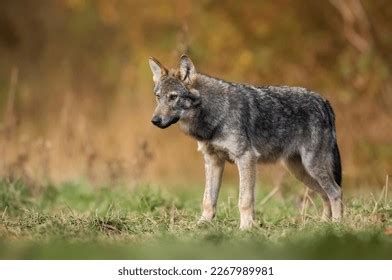 Grey Wolf Canis Lupus Close Stock Photo Shutterstock