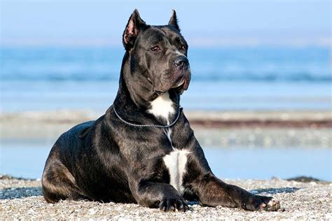 Cane Corso Dog Breed Information And Characteristics Daily Paws