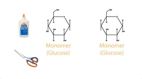 Hydrolysis Of Carbohydrates